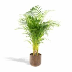 Palmier Areca Xl Et Son Cache-pot - H130cm, ø24cm - Très Grande Plante D'intérieur