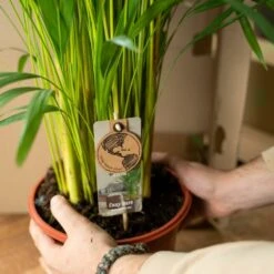 Palmier Areca Xl Et Son Cache-pot - H130cm, ø24cm - Très Grande Plante D'intérieur 9 Palmier Areca Xl Et Son Cache-pot - H130cm, ø24cm - Très Grande Plante D'intérieur -Emerald Soldes a9a1ea9436764d5d