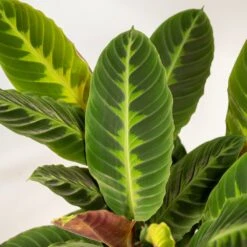 Calathea Warscewiczii Et Son Panier Naturel - H65cm, ø19cm - Plante D'intérieur -Emerald Soldes aa4511f57c327c43