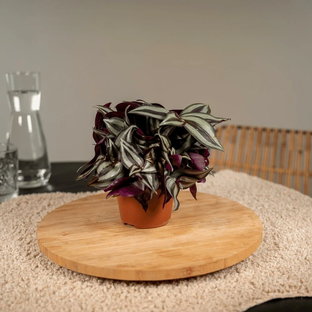 Box 3 Plantes D'intérieur - H20cm, ø12cm - Plantes D'intérieur 2 Box 3 Plantes D'intérieur - H20cm, ø12cm - Plantes D'intérieur – Image 2