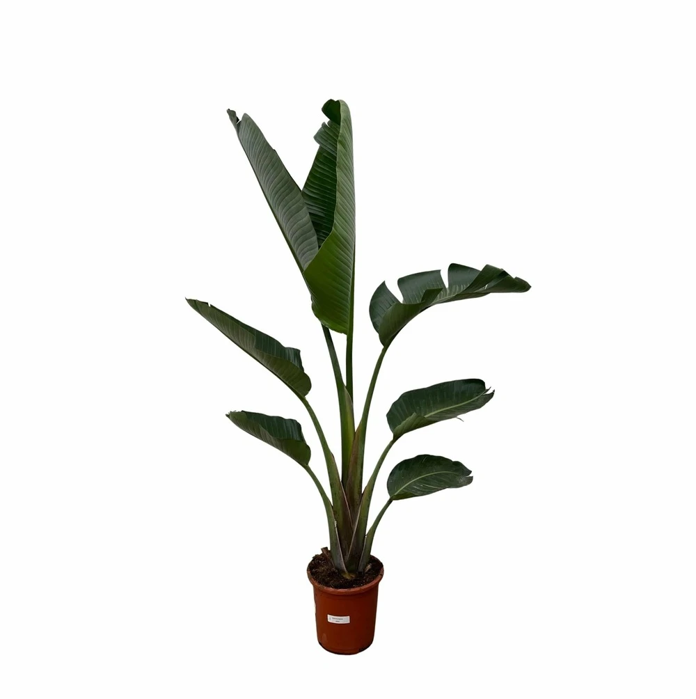 Strelitzia Augusta Xxl - H210cm, ø30cm - Très Grande Plante D'intérieur 1 Strelitzia Augusta Xxl - H210cm, ø30cm - Très Grande Plante D'intérieur