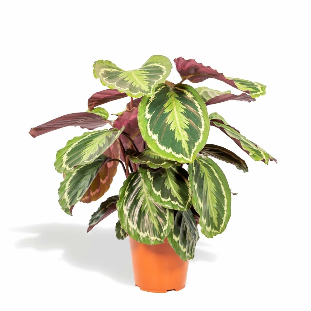 Calathea Medallion - H65cm, ø19cm - Plante D'intérieur 1 Calathea Medallion - H65cm, ø19cm - Plante D'intérieur
