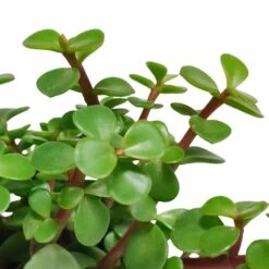 Portulacaria Afra - H25cm, ø10,5cm - Plante D'intérieur -Emerald Soldes ae48ccf2c4e6d2a1