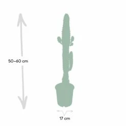 Euphorbia Acrurensis - H50cm, ø17cm - Grande Plante D'intérieur -Emerald Soldes af6450ba2b6e044c
