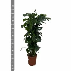 Monstera Deliciosa Xxl - H150cm, ø24cm - Très Grande Plante D'intérieur -Emerald Soldes af7aa2ac3a8e1988