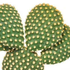 Opuntia Microdasys Et Son Cache-pot Marron - H40cm, ø17cm - Plante D'intérieur -Emerald Soldes b14fe3852f3fb5d3