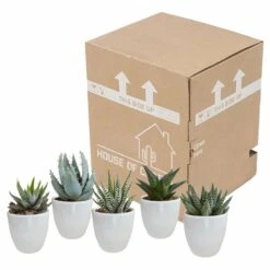 Gasteria, Haworthia Et Leurs Caches-pots Blancs, Box De 5 Plantes - H8cm, ø6cm - Plantes D'intérieur -Emerald Soldes b21e979194cb601b