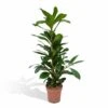 Ficus Cyathistipula - H80cm, ø21cm - Grande Plante D'intérieur