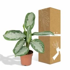 Aglaonema Silver Bay - H55cm, ø17cm - Plante D'intérieur -Emerald Soldes b5f3c26db9e6b948