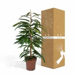 Ficus Amstel King - H100cm, ø21cm - Très Grande Plante D'intérieur 9 Ficus Amstel King - H100cm, ø21cm - Très Grande Plante D'intérieur -Emerald Soldes b65ad4a4798c5ea3