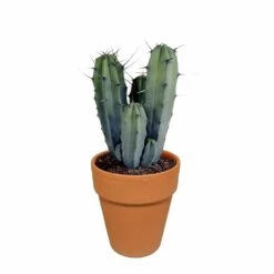 Myrtillocactus Et Son Cache-pot En Terracotta - H40cm, ø17cm - Plante D'intérieur -Emerald Soldes b6968ab3d045db57