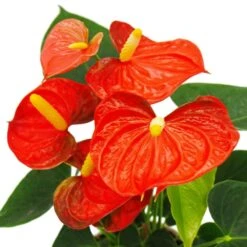 Fleur De Flamant Rose - Anthurium Andreanum - Anthurium - Pot 12cm - "orange Champion 5 Fleur De Flamant Rose - Anthurium Andreanum - Anthurium - Pot 12cm - "orange Champion -Emerald Soldes b7097dee7be0935f