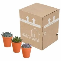 Echeveria Et Leurs Caches-pots Terracotta, Box De 3 Plantes - H12cm, ø9,5cm - Plantes D'intérieur 7 Echeveria Et Leurs Caches-pots Terracotta, Box De 3 Plantes - H12cm, ø9,5cm - Plantes D'intérieur -Emerald Soldes b844b44b7419e9dd