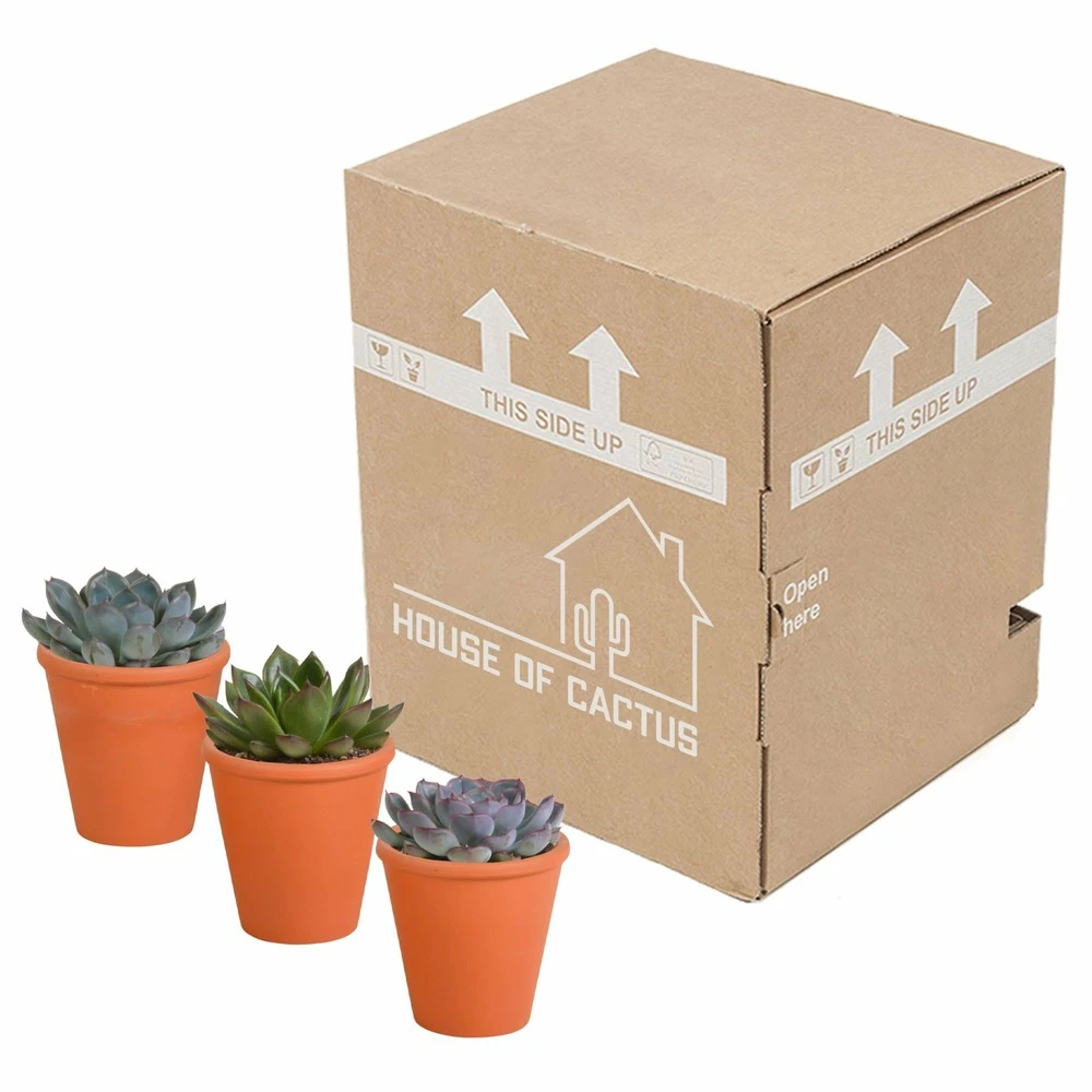 Echeveria Et Leurs Caches-pots Terracotta, Box De 3 Plantes - H12cm, ø9,5cm - Plantes D'intérieur 3 Echeveria Et Leurs Caches-pots Terracotta, Box De 3 Plantes - H12cm, ø9,5cm - Plantes D'intérieur – Image 3