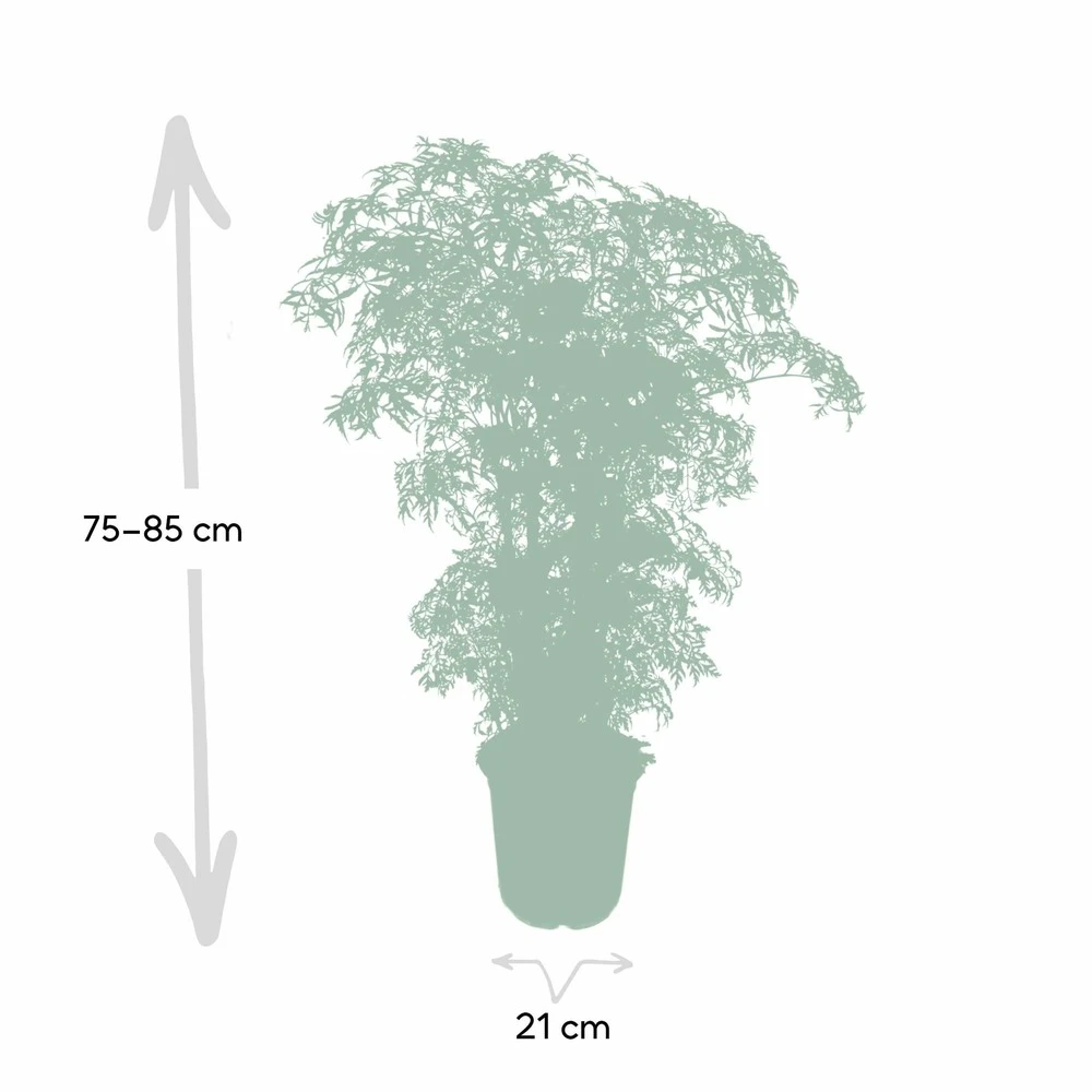Polyscias Fruticosa - H75cm, ø21cm - Grande Plante D'intérieur 4 Polyscias Fruticosa - H75cm, ø21cm - Grande Plante D'intérieur – Image 4