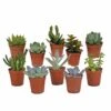 Succulentes, Box De 10 Plantes - H13cm, ø5,5cm - Plantes D'intérieur