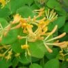 Chèvrefeuille De Tellmann - Lonicera Tellmaniana 3l