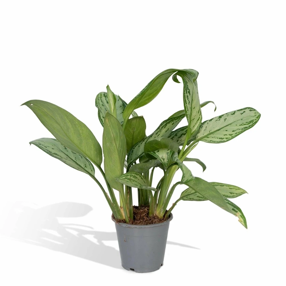 Aglaonema Christina - H30cm, ø12cm - Plante D'intérieur 1 Aglaonema Christina - H30cm, ø12cm - Plante D'intérieur
