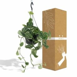 Pothos Scindapsus Pictus Epipremnum - H25cm, ø15cm - Plante D'intérieur Tombante -Emerald Soldes bda95ae17be74a59
