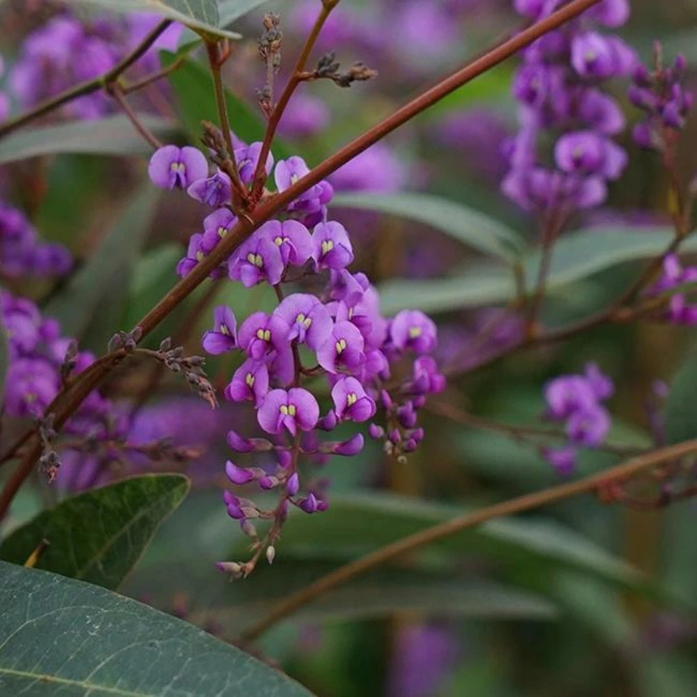 Hardenbergia Violacea - Hardenbergia Violacea 3l 1 Hardenbergia Violacea - Hardenbergia Violacea 3l