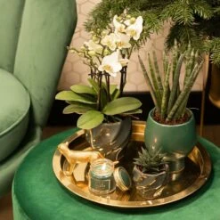 Haworthia Limifolia - ø6cm - H11cm, ø6cm - Plante D'intérieur -Emerald Soldes bf7305019d958c28