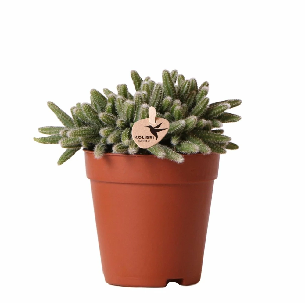 Rhipsalis Baccifera Horrida - H15cm, ø9cm - Plante D'intérieur 1 Rhipsalis Baccifera Horrida - H15cm, ø9cm - Plante D'intérieur