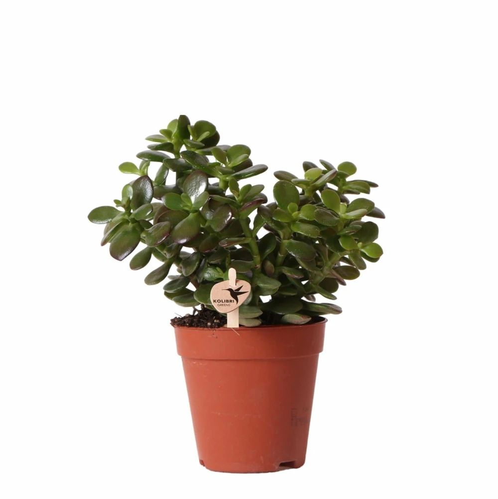 Crassula - H18cm, ø9cm - Plante D'intérieur 1 Crassula - H18cm, ø9cm - Plante D'intérieur