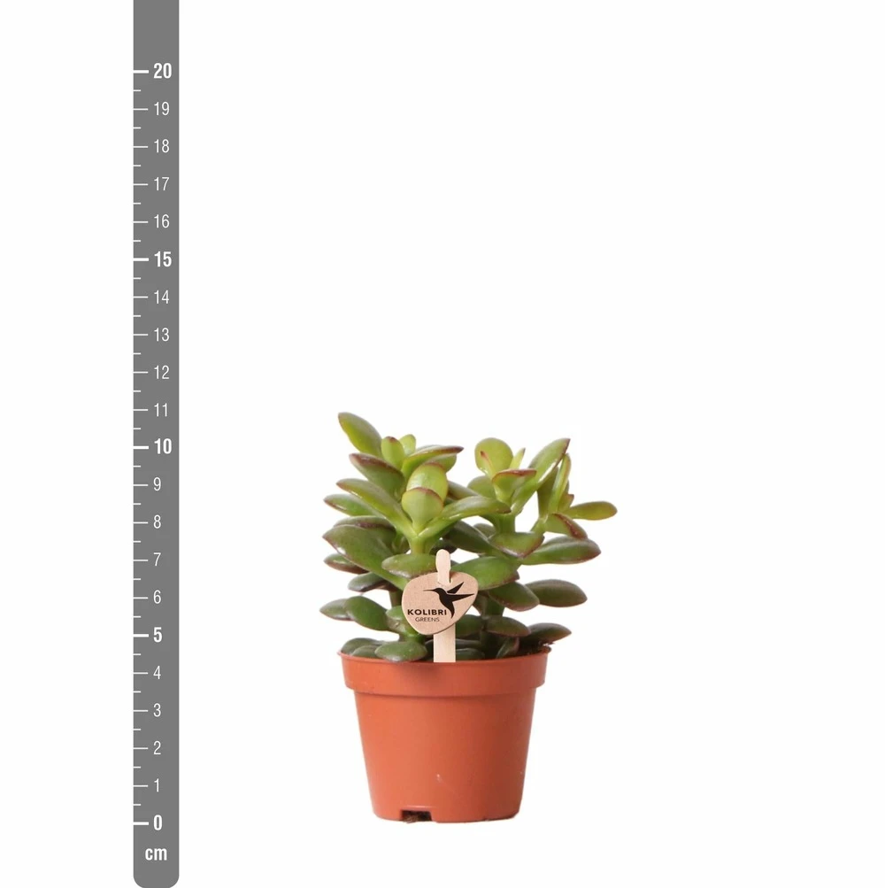Crassula - H11cm, ø6cm - Plante D'intérieur 5 Crassula - H11cm, ø6cm - Plante D'intérieur – Image 5