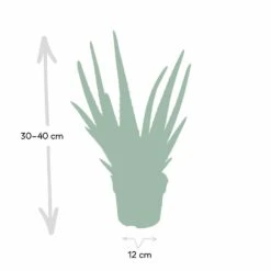 Aloe Vera - H30cm, ø12cm - Plante D'intérieur Succulente -Emerald Soldes c62c5fdd3bcbbb2c