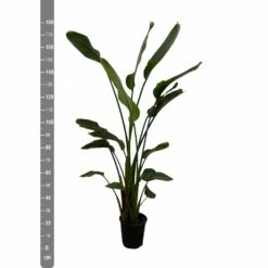 Strelitzia Nicolai Xxl - H180cm, ø24cm - Très Grande Plante D'intérieur 6 Strelitzia Nicolai Xxl - H180cm, ø24cm - Très Grande Plante D'intérieur -Emerald Soldes c8034890acb344ba