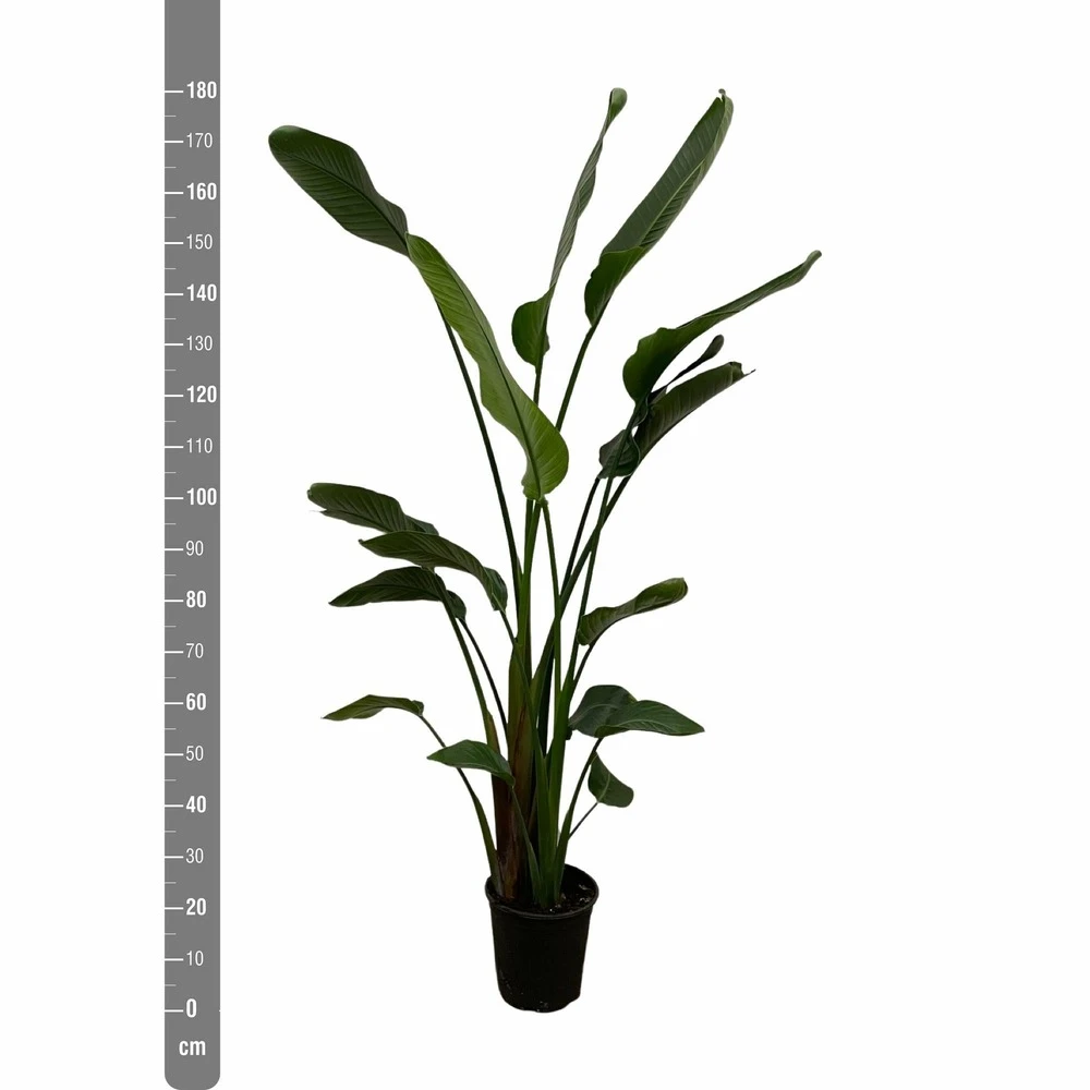 Strelitzia Nicolai Xxl - H180cm, ø24cm - Très Grande Plante D'intérieur 3 Strelitzia Nicolai Xxl - H180cm, ø24cm - Très Grande Plante D'intérieur – Image 3