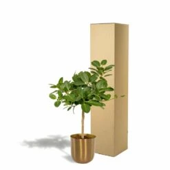 Ficus Benghalensis Et Son Cache-pot Doré - H90cm, ø21cm - Grande Plante D'intérieur -Emerald Soldes c92ae8e564e5a780