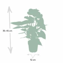 Anthurium Rouge - H40cm, ø12cm - Plante D'intérieur 8 Anthurium Rouge - H40cm, ø12cm - Plante D'intérieur -Emerald Soldes c9996e5be3d5689d