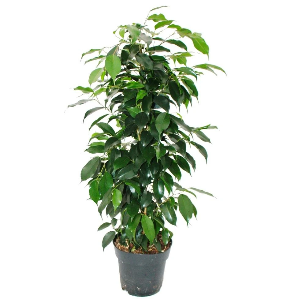 Ficus Benjamini "danielle" En Pot De 17cm 1 Ficus Benjamini "danielle" En Pot De 17cm