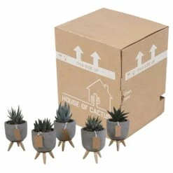 Gasteria, Haworthia Et Leurs Caches-pots, Box De 5 Plantes - H11cm, ø6,5cm - Plantes D'intérieur -Emerald Soldes ca78553d44d0f269