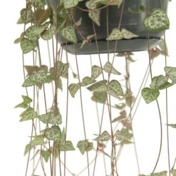 Ceropegia Iris - H50cm, ø14cm - Plante D'intérieur Tombante