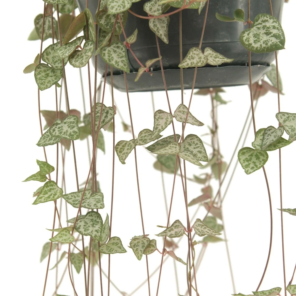 Ceropegia Iris - H50cm, ø14cm - Plante D'intérieur Tombante 1 Ceropegia Iris - H50cm, ø14cm - Plante D'intérieur Tombante