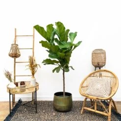 Ficus Lyrata Xl - H150cm, ø30cm - Très Grande Plante D'intérieur -Emerald Soldes cbf3a6952e7e701c