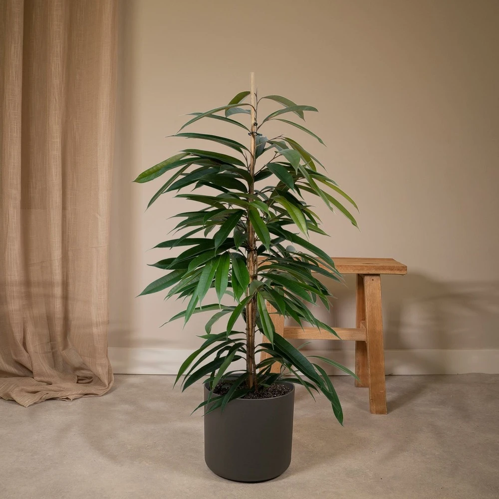 Ficus Amstel King - H100cm, ø21cm - Très Grande Plante D'intérieur 2 Ficus Amstel King - H100cm, ø21cm - Très Grande Plante D'intérieur – Image 2