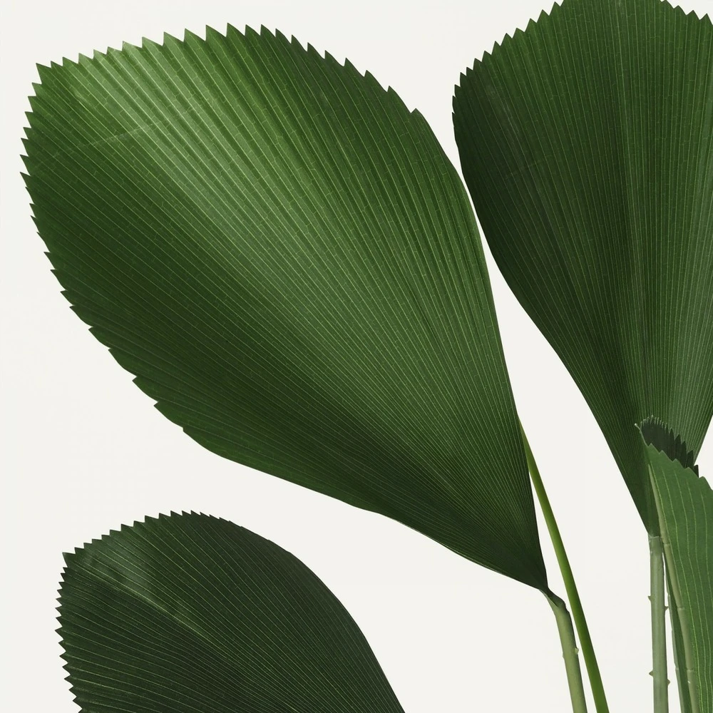 Palmier Artificiel Cuillère Licuala 110cm 4 Palmier Artificiel Cuillère Licuala 110cm – Image 4