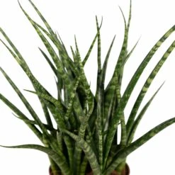 Sansevieria Fernwood Punk - H30cm, ø12cm - Plante D'intérieur Sans Entretien 7 Sansevieria Fernwood Punk - H30cm, ø12cm - Plante D'intérieur Sans Entretien -Emerald Soldes cda90238b05458e8