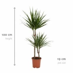 Dracaena Marginata - H100cm, ø19cm - Très Grande Plante D'intérieur 8 Dracaena Marginata - H100cm, ø19cm - Très Grande Plante D'intérieur -Emerald Soldes cf8d0162456f62c4