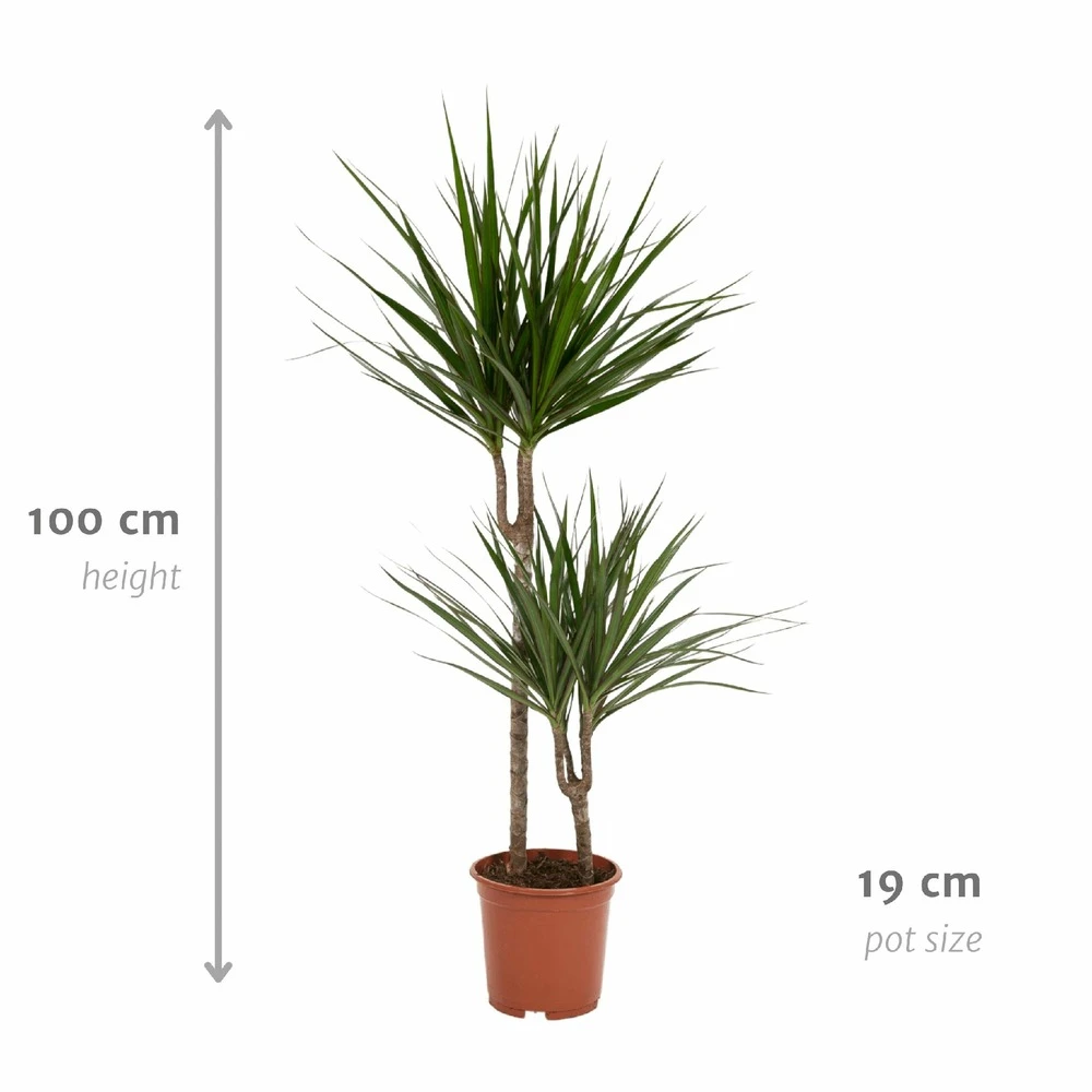 Dracaena Marginata - H100cm, ø19cm - Très Grande Plante D'intérieur 4 Dracaena Marginata - H100cm, ø19cm - Très Grande Plante D'intérieur – Image 4
