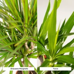 Yucca, Dracaena, Duo De Plantes - Grandes Plantes D'intérieur -Emerald Soldes d1d1d0ea17925e83