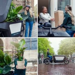 Rhipsalis Baccifera - H30cm, ø12cm - Plante D'intérieur Tombante 9 Rhipsalis Baccifera - H30cm, ø12cm - Plante D'intérieur Tombante -Emerald Soldes d3a5bef6d9799bb3