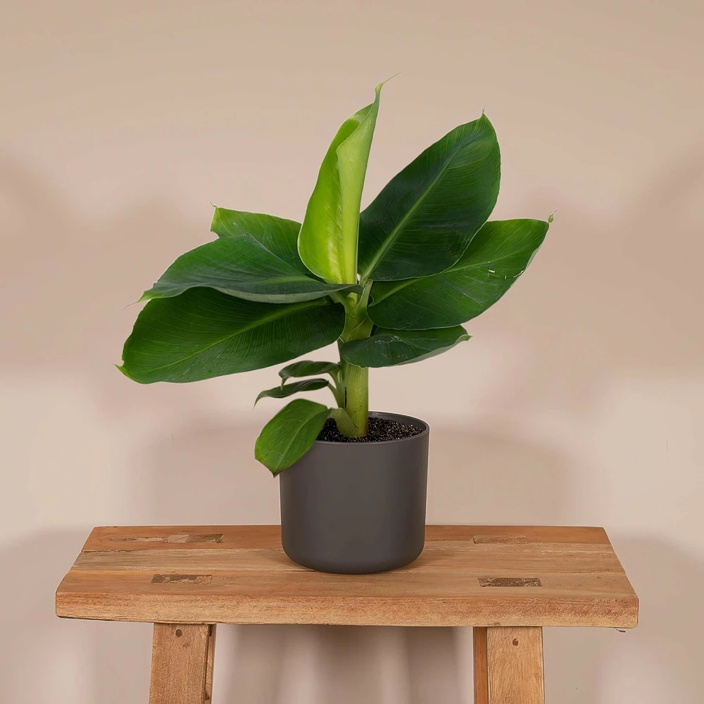 Bananier Nain Oriental - H25cm, ø12cm - Plante D'intérieur 2 Bananier Nain Oriental - H25cm, ø12cm - Plante D'intérieur – Image 2