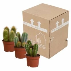 Cactus, Box De 3 Plantes - H15cm, ø10,5cm - Plantes D'intérieur -Emerald Soldes d459fa507b1fa377
