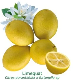 Limequat Bio Tailles:pot De 3 Litres, Hauteur 30/40 Cm