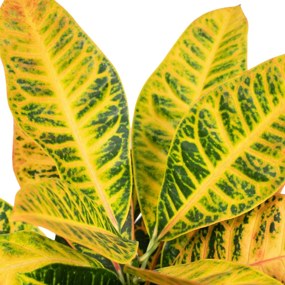 Codiaeum Petra Croton - H45cm, ø17cm - Plante D'intérieur 3 Codiaeum Petra Croton - H45cm, ø17cm - Plante D'intérieur – Image 3