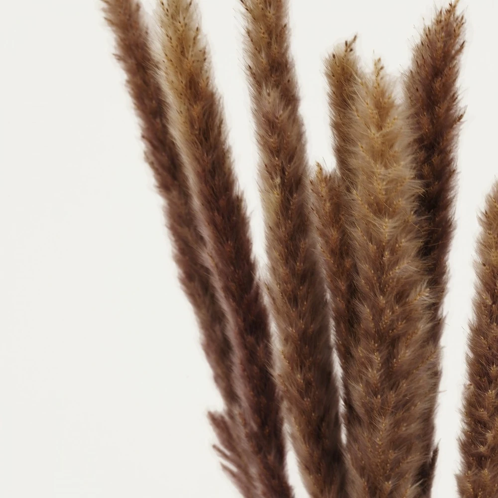 Plumeaux Plante Pampa Brun 70cm Lot De 12 4 Plumeaux Plante Pampa Brun 70cm Lot De 12 – Image 4